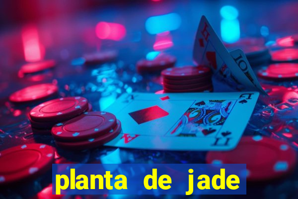 planta de jade significado espiritual
